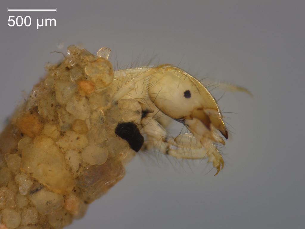 Athripsodes commutatus 1